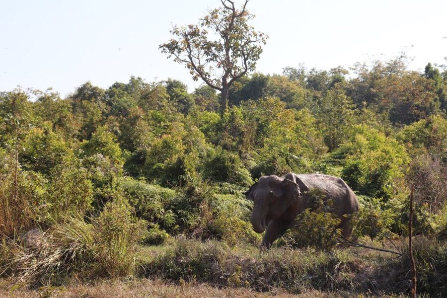 Siem Reap: Kulen Elephant Forest & Tonlesap Lake - What to bring for a more comfortable day