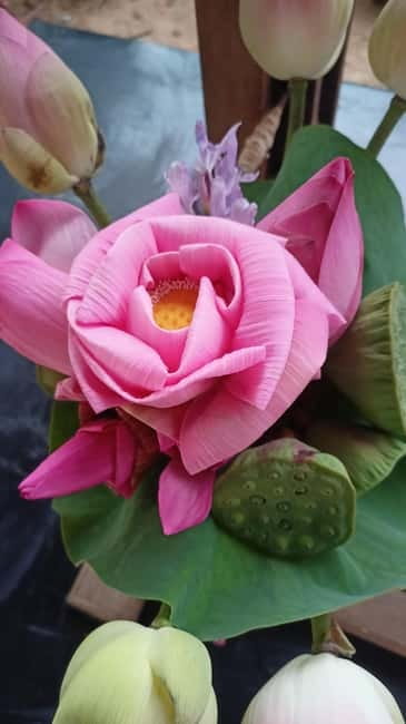 Siem Reap: Lotus Silk Farm- Tour, Lake & Masterclass - Why the lotus farm makes a strong change from temple touring