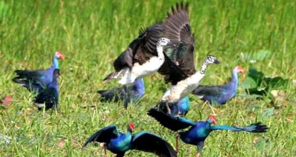 Siem Reap: Prek Toal Tonle Sap Biosphere Reserve Tour - Why Prek Toal is worth the early alarm