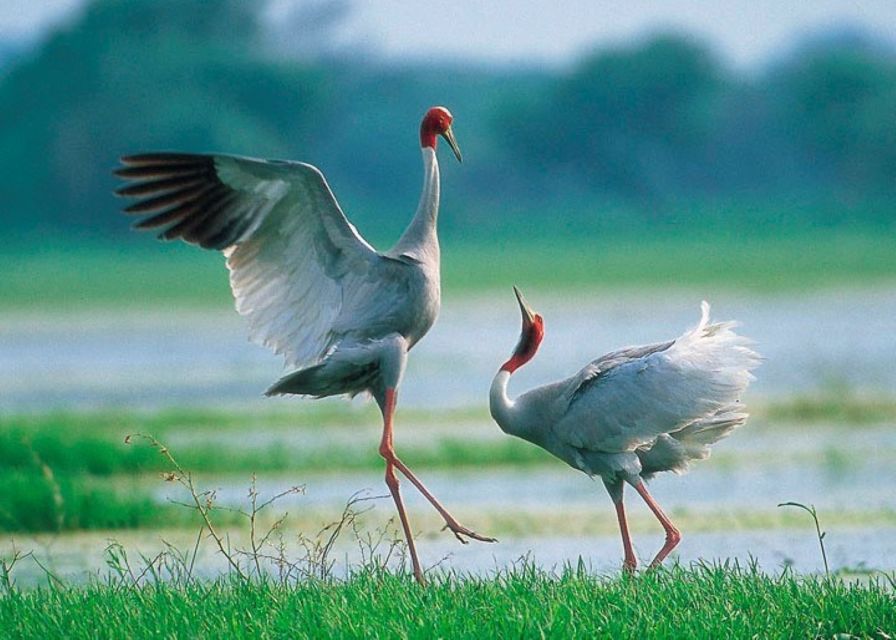 Siem Reap: Prek Toal Tonle Sap Biosphere Reserve Tour - Two to four hours among Prek Toal’s waterbirds