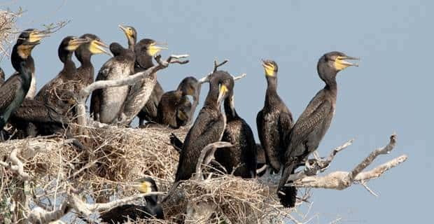 Siem Reap: Prek Toal Tonle Sap Biosphere Reserve Tour - Who should choose this Tonle Sap outing
