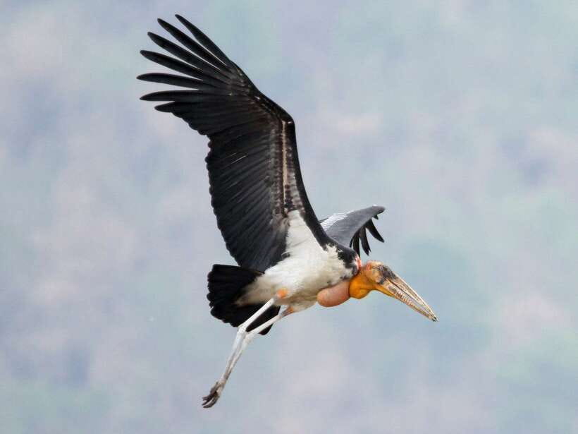 Siem Reap: Prek Toal Tonle Sap Biosphere Reserve Tour - 6:00am pickup and the ride to the port
