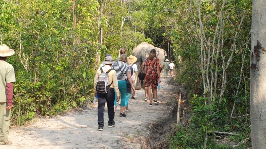 Siem Reap: Small Group Tour of Kulen Elephant Forest - Who Will Enjoy This Most?