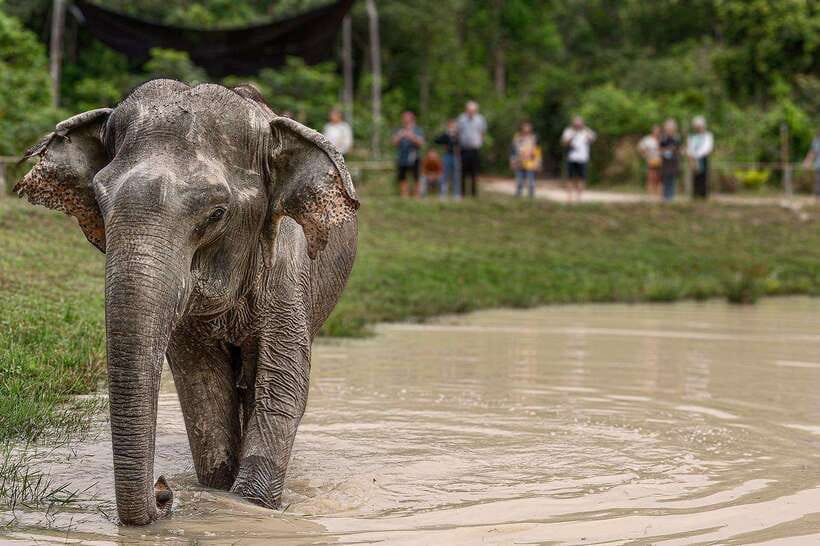 Siem Reap: Small Group Tour of Kulen Elephant Forest - Meeting the elephants and making snacks