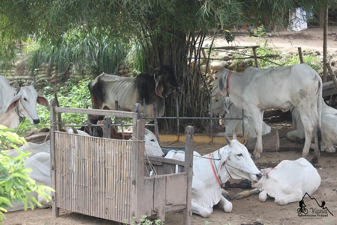 Silk Island & countryside of Phnom Penh by Tuk Tuk - Khmer food beside the river