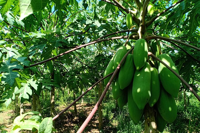 Silk Island Cycling Adventure & lunch with locals - Rural lanes, farms and everyday Cambodian work