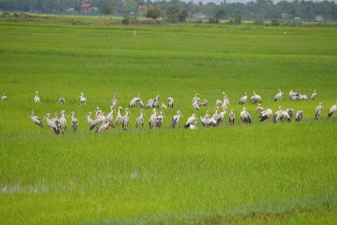 Tuk Tuk Journey: Exploring Rural Life and Silk Farm Craftsmanship - Why this makes a good break from Angkor